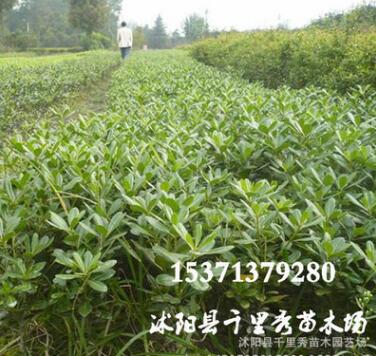 基地供應 海桐小苗 種植基地直銷 量大從優(yōu) 規(guī)格齊全 四季常青