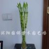 水培植物富 直竹 彎竹 轉(zhuǎn)運(yùn)竹 帶根 凈化空氣盆栽 1.6元/株