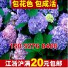 基地批發(fā)八仙繡球花仙繡球小苗可變色繡球花床苗規(guī)格齊全