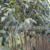 海寧 15公分大葉女貞 高桿女貞 工程綠化 樹苗