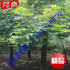 海寧 綠化苗木 10公分重陽(yáng)木 樹(shù)苗