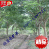 海寧 一年生 0.8公分以上無(wú)患子 樹(shù)苗 工程綠化 苗圃種植