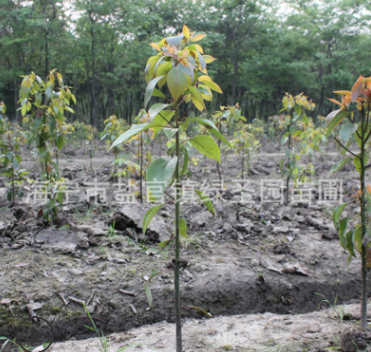 一年生香樟 綠化樹苗 小苗批發 花木綠化苗 綠化樹 樟樹樹苗