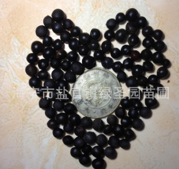 香樟種子 樟樹籽 香樟樹 種苗 果實 香樟小苗