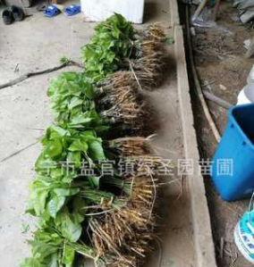 海寧綠圣園供應嫁接桑樹 樹苗 果桑苗 農桑 桑果苗 蠶桑樹木批發