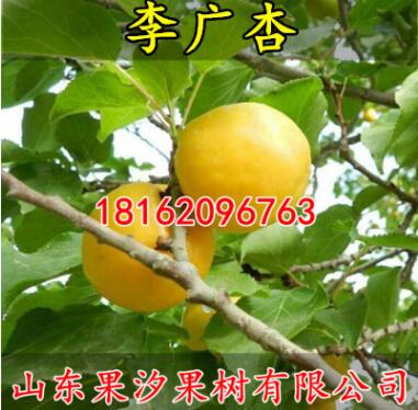 嫁接果樹苗杏樹苗 李廣杏苗 嫁接杏子 敦煌李廣杏