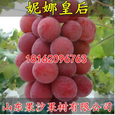 葡萄苗新品種 妮娜女皇 女王 公主 皇后葡萄苗