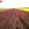 基地直銷紅葉李 紫葉李 春滿種植 綠化苗木 成活率高