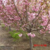 山東青島大量供應高桿櫻花100萬株,和其它速生櫻花，速生櫻花苗嫁接苗,自產自銷