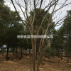 實生無患子/多桿實無患子樹低價供應