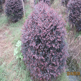 本公司供應各規格紅花檵木