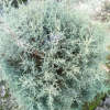 藍冰柏 灌木花卉 園林綠化 常綠喬木 水生植物 水生花卉
