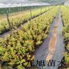 藍莓新品種批發(fā) 藍莓樹一棵多少錢 藍豐 M7 當年掛果 產(chǎn)量高