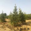 櫻桃苗新品種批發(fā) 布魯克斯 黑珍珠 美早 俄羅斯8號 保品種保成活