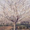 櫻花樹 大量批發(fā)櫻花樹苗 櫻花樹價格 2-15公分櫻花樹