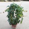 爬藤植物爬山虎大苗攀援花卉綠植盆栽陽(yáng)臺(tái)庭院別墅種子四季常青