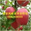山東果樹基地出售紅富士蘋果樹，各種早中晚熟蘋果樹華碩蘋果樹苗
