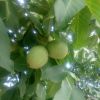求購香玲核桃苗，香玲核桃苗價格去找山東鳳岐苗木合作社，信譽高