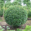 供應(yīng)欏木石楠球/安徽欏木石楠球低價格批發(fā)