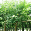 供應(yīng)三角楓/安徽三角楓低價格批發(fā)