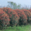 供應(yīng)紅葉石楠球/安徽紅葉石楠球低價格批發(fā)