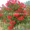 紅火球紫薇 紫薇樹百日紅 園林綠化新品種 苗木批發(fā)規(guī)格齊全