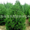 供應優(yōu)質(zhì)白皮松 價格實惠 歡迎新老顧客前來選購