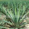 批發(fā)園林綠化植物 劍麻 鳳尾蘭 鳳尾絲蘭 絲蘭 規(guī)格齊全