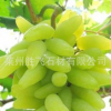 果樹培育基地 供應大量 肉嫩汁多 金手指葡萄苗 歡迎訂購
