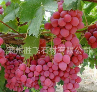 供應 紅寶石無核 葡萄樹苗 穗大粒大 歡迎來電洽談