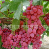 供應 紅寶石無核 葡萄樹苗 穗大粒大 歡迎來電洽談