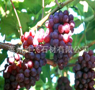 粒大無核 巨峰葡萄苗 培育基地 供應 歡迎來電洽談 量大從優(yōu)