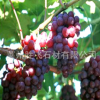 粒大無核 巨峰葡萄苗 培育基地 供應 歡迎來電洽談 量大從優