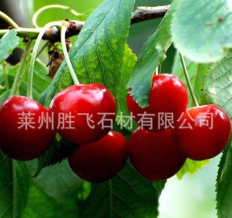 批發(fā)果樹苗 早大果櫻桃果苗 滋潤皮膚 果樹種植基地