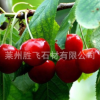 批發果樹苗 早大果櫻桃果苗 滋潤皮膚 果樹種植基地