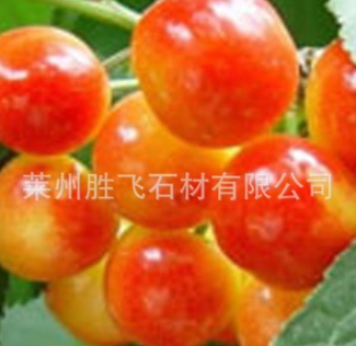 種植基地供應大量新品友誼櫻桃苗 可盆栽果樹苗 大苗成活85%