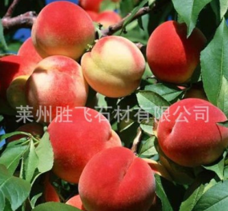 山東 果樹基地 供應 水蜜桃樹苗 嫁接桃樹苗 規(guī)格齊全