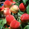 山東 果樹基地 供應 水蜜桃樹苗 嫁接桃樹苗 規格齊全