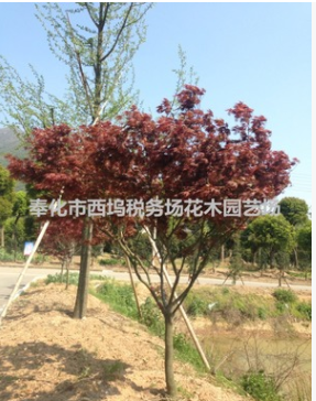 7 8 9 10 公分 高分支紅楓樹 景觀樹 道路綠化 園林綠化 紅楓苗