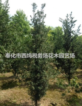 羅漢松未造型苗 工程綠化苗 7公分羅漢松球 園林綠化苗