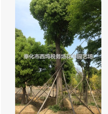 5 6 7 8 9 10 11公分 香樟樹苗 香樟苗 香樟小苗 園林綠化苗