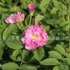 基地批發(fā)玫瑰苗 花卉盆栽園藝植物四季玫瑰花苗 玫瑰花量大優(yōu)惠