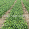 小葉扶芳藤苗批發(fā)園林綠化苗木扶芳藤小苗 藤本植物爬藤耐寒綠籬