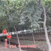 櫸樹銷售 量大優惠 6-15公分 行道樹銷售 櫸樹銷售 紅櫸小苗