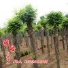 出售觀賞苗木黃金槐 園林綠化黃金槐 園林綠化植物黃金槐苗