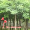 基地批發合歡樹苗 綠化苗木工程 合歡樹 規格齊全 量大從優
