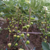 精品熱銷無花果高產嫁接葡萄苗 現貨批發葡萄苗 優質葡萄苗種苗