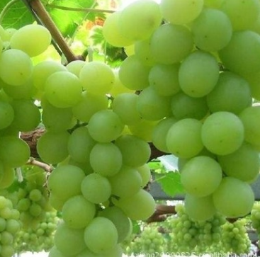 優質優良新品種 紅富士嫁接維多利亞葡萄苗 金華各種葡萄苗批發