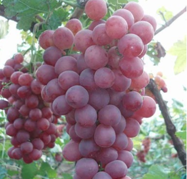 供應高純度貝達嫁接紅地球葡萄苗【金華葡萄苗】