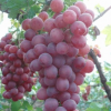 供應高純度貝達嫁接紅地球葡萄苗【金華葡萄苗】